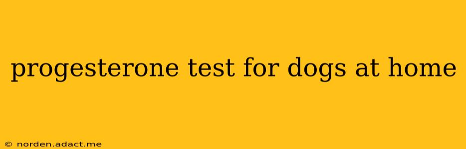 progesterone test for dogs at home