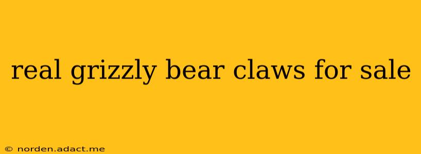 real grizzly bear claws for sale