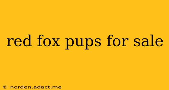 red fox pups for sale