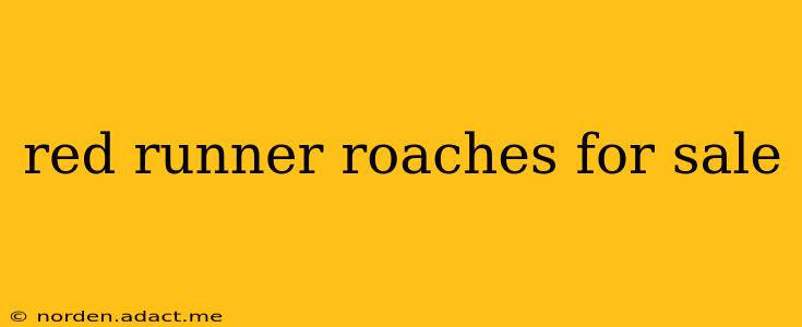 red runner roaches for sale