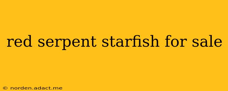 red serpent starfish for sale
