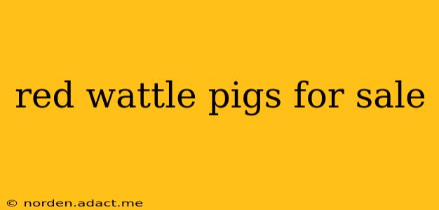 red wattle pigs for sale