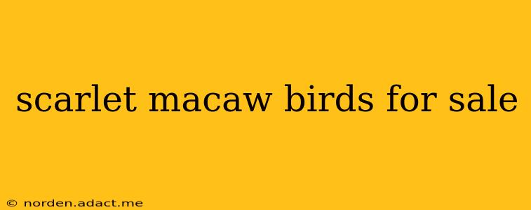 scarlet macaw birds for sale
