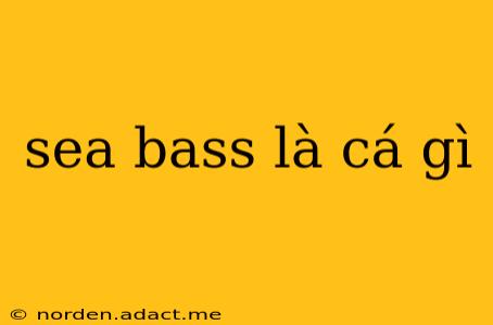 sea bass là cá gì
