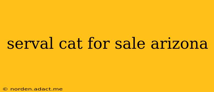 serval cat for sale arizona