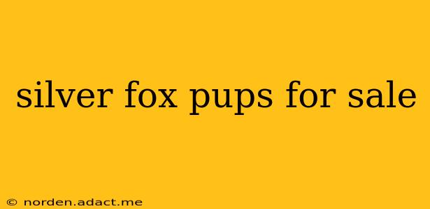 silver fox pups for sale