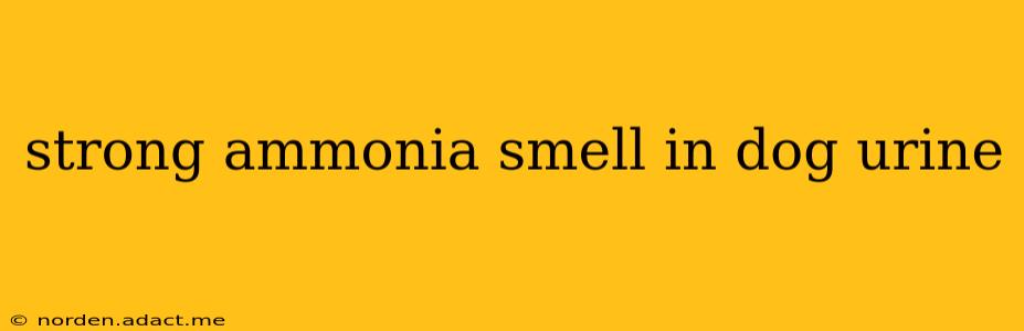 strong ammonia smell in dog urine