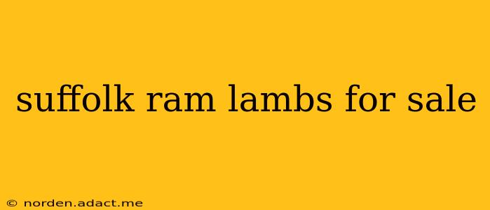 suffolk ram lambs for sale