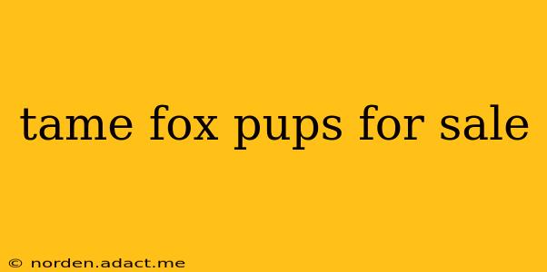 tame fox pups for sale