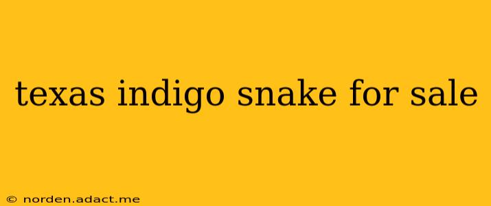 texas indigo snake for sale