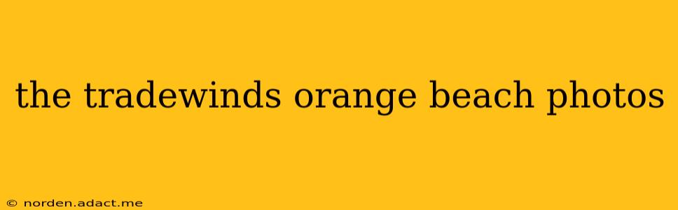 the tradewinds orange beach photos
