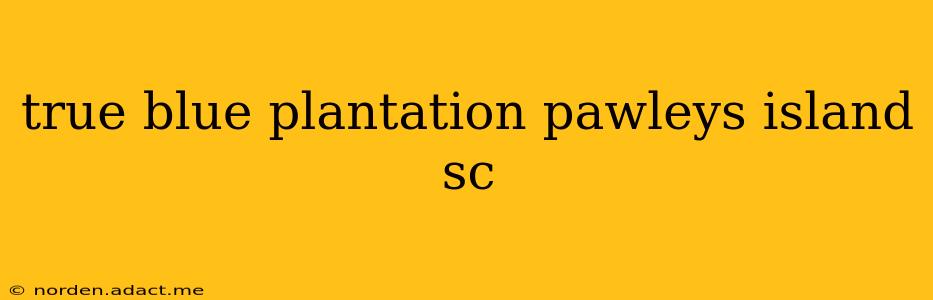 true blue plantation pawleys island sc