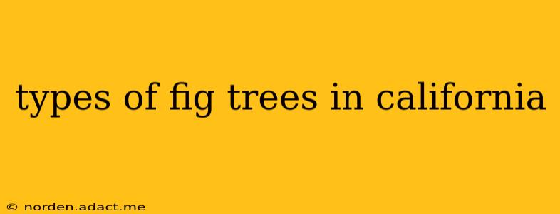 types of fig trees in california