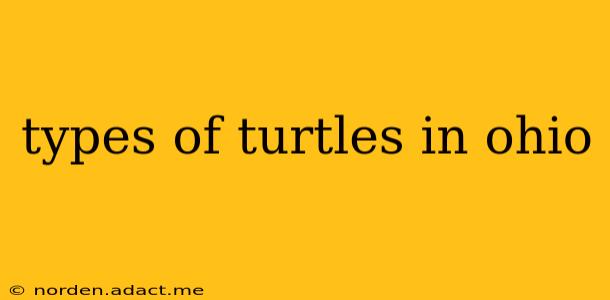 types of turtles in ohio