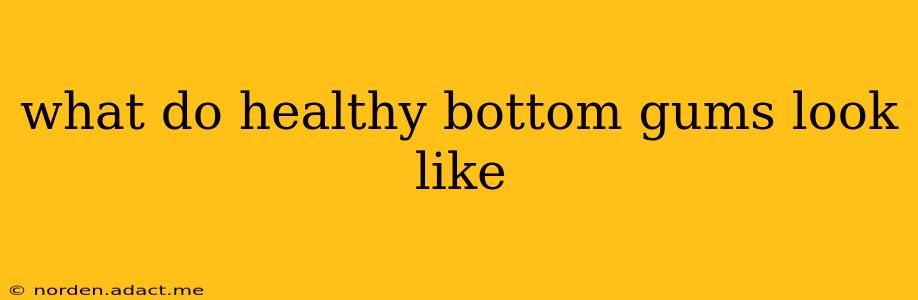 what do healthy bottom gums look like