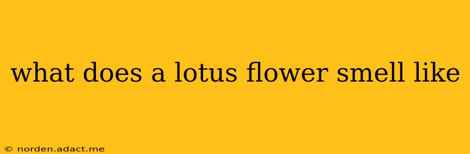 what does a lotus flower smell like