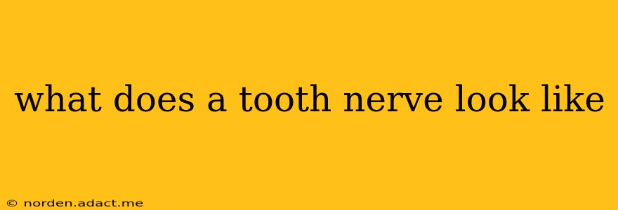 what does a tooth nerve look like