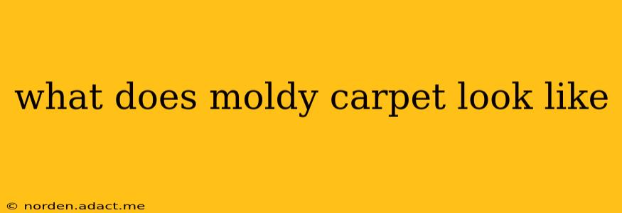 what does moldy carpet look like