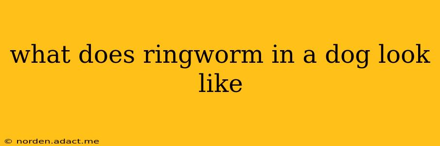 what does ringworm in a dog look like