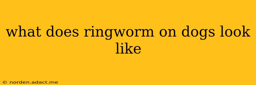 what does ringworm on dogs look like