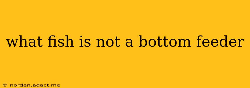what fish is not a bottom feeder