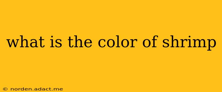 what is the color of shrimp