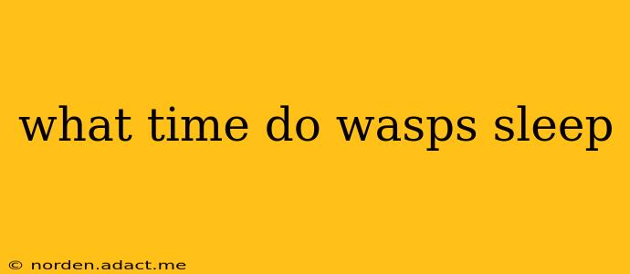 what time do wasps sleep