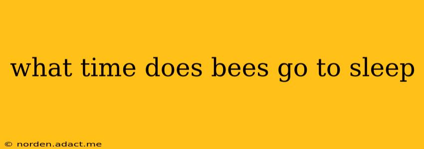 what time does bees go to sleep