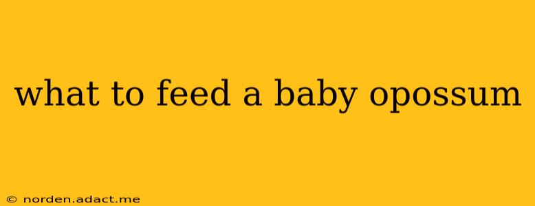 what to feed a baby opossum