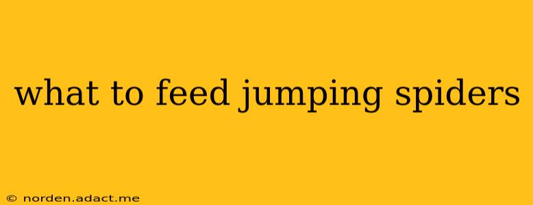 what to feed jumping spiders