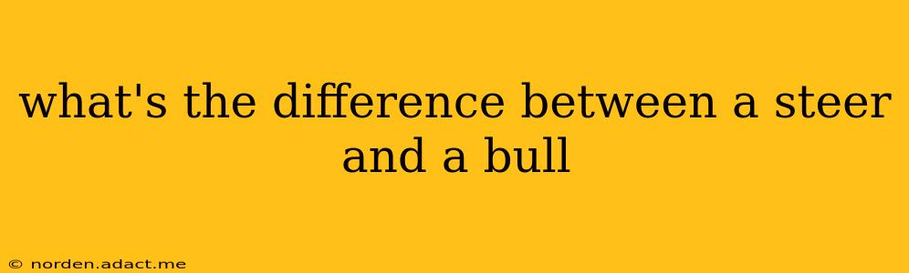 what's the difference between a steer and a bull