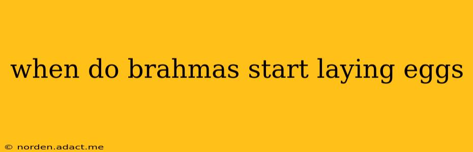 when do brahmas start laying eggs