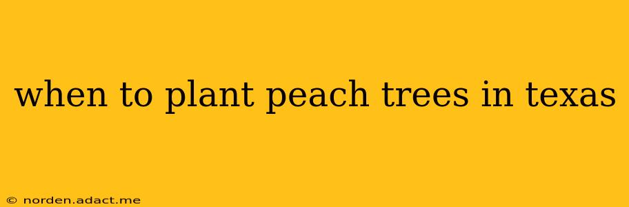 when to plant peach trees in texas