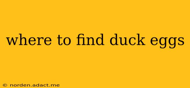 where to find duck eggs