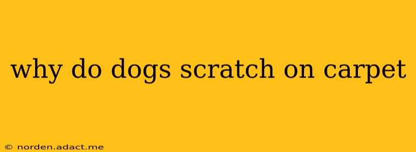 why do dogs scratch on carpet
