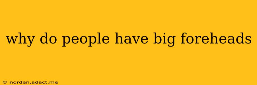 why do people have big foreheads