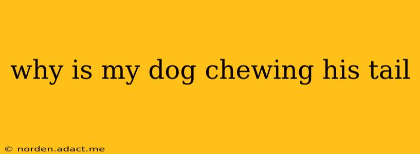 why is my dog chewing his tail