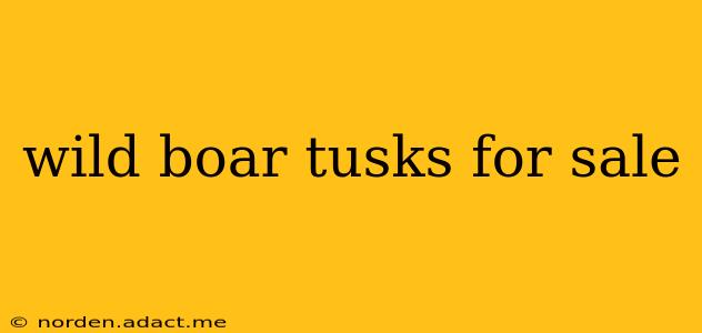 wild boar tusks for sale