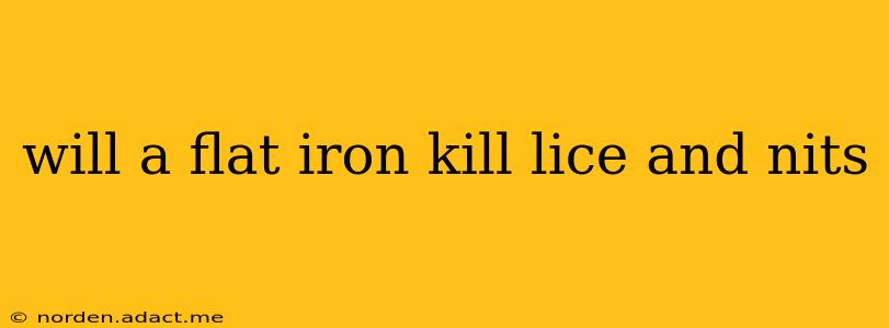 will a flat iron kill lice and nits