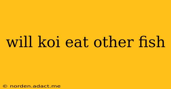will koi eat other fish