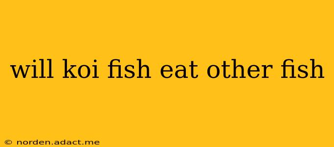 will koi fish eat other fish