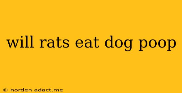 will rats eat dog poop