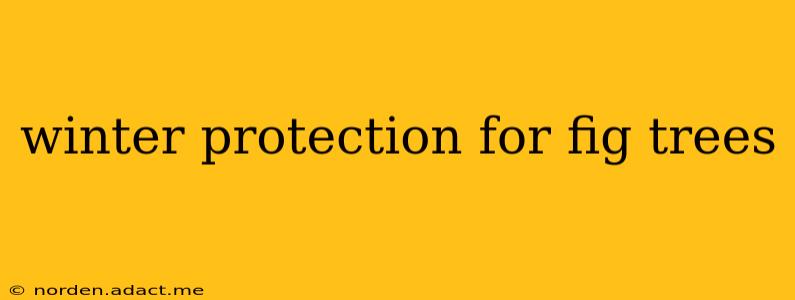 winter protection for fig trees