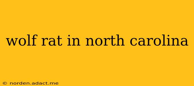 wolf rat in north carolina